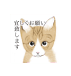 うさぎ ウサギ 兎 ねこ ネコ 猫（個別スタンプ：13）