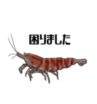 Shrimp Life*（個別スタンプ：24）