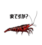 Shrimp Life*（個別スタンプ：30）