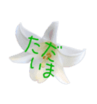 植物DEあいさつ（個別スタンプ：5）
