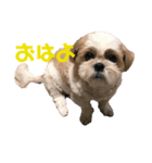 シーズーるっちゃん♡♡（個別スタンプ：2）
