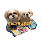 シーズーるっちゃん♡♡（個別スタンプ：8）