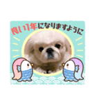 シーペキ新年ご挨拶（個別スタンプ：5）