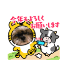 シーペキ新年ご挨拶（個別スタンプ：6）