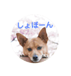 雑種のむーぶ（個別スタンプ：11）