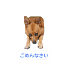 雑種のむーぶ（個別スタンプ：14）