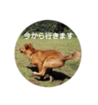 雑種のむーぶ（個別スタンプ：17）