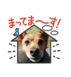 雑種のむーぶ（個別スタンプ：25）