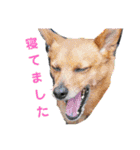 雑種のむーぶ（個別スタンプ：26）