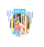 雑種のむーぶ（個別スタンプ：28）