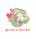 雑種のむーぶ（個別スタンプ：30）