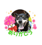 雑種のむーぶ（個別スタンプ：32）