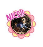 雑種のむーぶ（個別スタンプ：37）