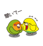 セキセイインコ（黄ハルクイン）3（個別スタンプ：4）