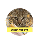 R＆G保護猫スタンプシンプルバージョン（個別スタンプ：1）