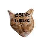 R＆G保護猫スタンプシンプルバージョン（個別スタンプ：3）