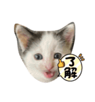R＆G保護猫スタンプシンプルバージョン（個別スタンプ：4）