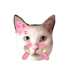 R＆G保護猫スタンプシンプルバージョン（個別スタンプ：6）