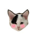 R＆G保護猫スタンプシンプルバージョン（個別スタンプ：8）