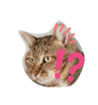 R＆G保護猫スタンプシンプルバージョン（個別スタンプ：10）
