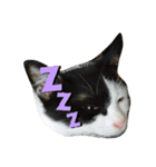 R＆G保護猫スタンプシンプルバージョン（個別スタンプ：11）