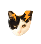 R＆G保護猫スタンプシンプルバージョン（個別スタンプ：14）