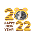ねこにゃん22（個別スタンプ：12）