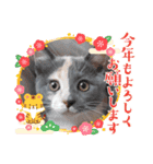 ねこにゃん22（個別スタンプ：15）