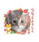 ねこにゃん22（個別スタンプ：16）