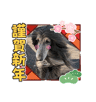 年末年始にもアフガンハウンド（個別スタンプ：2）