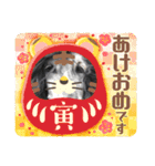 年末年始にもアフガンハウンド（個別スタンプ：11）