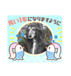 年末年始にもアフガンハウンド（個別スタンプ：24）