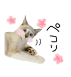 あにゅう♡じゅな（個別スタンプ：7）