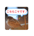 スズメのちゅんペイ（個別スタンプ：23）