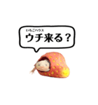 ウーパールーパーのうぱぴスタンプ（個別スタンプ：2）