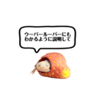 ウーパールーパーのうぱぴスタンプ（個別スタンプ：5）