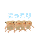 ウーパールーパーのうぱぴスタンプ（個別スタンプ：36）