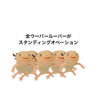 ウーパールーパーのうぱぴスタンプ（個別スタンプ：37）