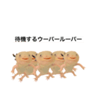 ウーパールーパーのうぱぴスタンプ（個別スタンプ：39）