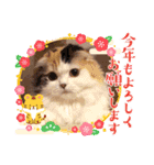 はぴちゃんのご挨拶(冬)（個別スタンプ：6）