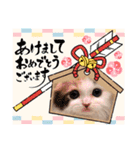はぴちゃんのご挨拶(冬)（個別スタンプ：7）