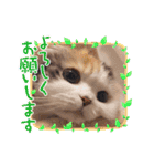 はぴちゃんのご挨拶(冬)（個別スタンプ：16）
