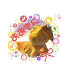 フトアゴ我太郎『お礼』『お詫び』スタンプ（個別スタンプ：5）