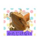 フトアゴ我太郎『お礼』『お詫び』スタンプ（個別スタンプ：8）