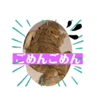フトアゴ我太郎『お礼』『お詫び』スタンプ（個別スタンプ：12）