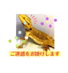 フトアゴ我太郎『お礼』『お詫び』スタンプ（個別スタンプ：13）