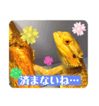 フトアゴ我太郎『お礼』『お詫び』スタンプ（個別スタンプ：16）