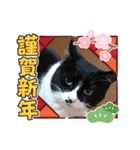 うちのにゃんこ・ちぃ（個別スタンプ：8）