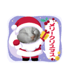 R＆G保護猫スタンプクリスマスバージョン（個別スタンプ：1）