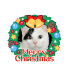 R＆G保護猫スタンプクリスマスバージョン（個別スタンプ：2）
